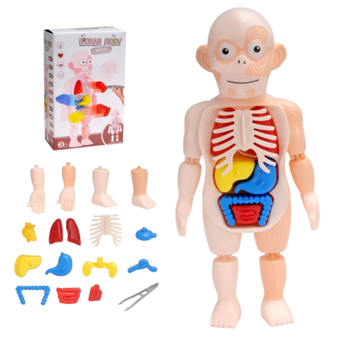 ANATOMY 3D KIDS